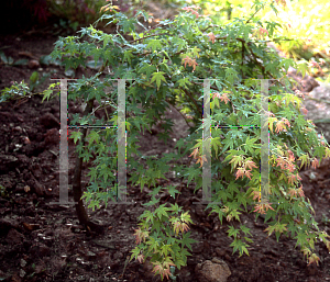 Picture of Acer palmatum 'Jiro shidare'