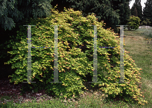 Picture of Acer palmatum 'Jiro shidare'