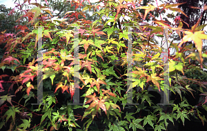 Picture of Acer palmatum 'Johnnie's Pink'