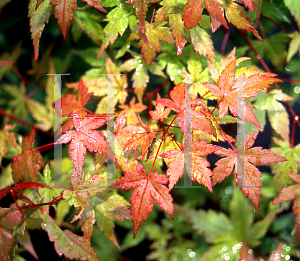 Picture of Acer palmatum 'Johnnie's Pink'