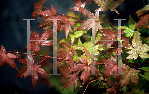 Picture of Acer palmatum 'Johnnie's Pink'