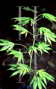 Picture of Acer palmatum (Matsumurae Group) 'Julia D'