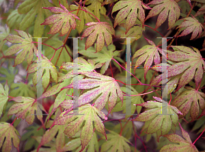 Picture of Acer palmatum (Matsumurae Group) 'Julia D'