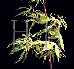 Picture of Acer palmatum (Matsumurae Group) 'Kaba'