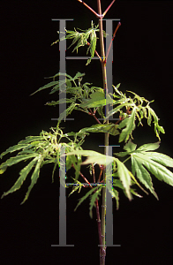 Picture of Acer palmatum (Matsumurae Group) 'Kaba'