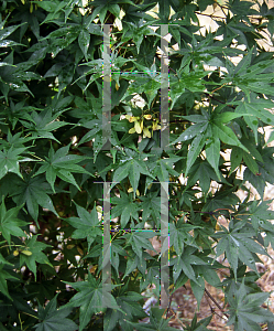 Picture of Acer palmatum 'Kagero'