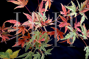 Picture of Acer palmatum 'Kagiri (Shojo)'