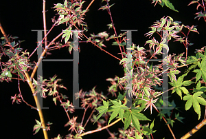 Picture of Acer palmatum 'Kagiri (Shojo)'