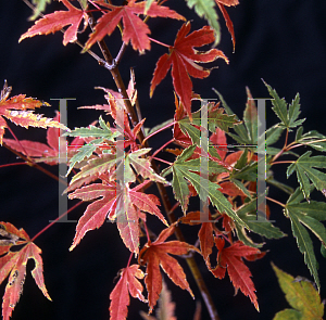 Picture of Acer palmatum 'Kagiri (Shojo)'