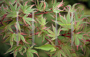 Picture of Acer palmatum 'Kagiri (Shojo)'