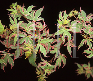 Picture of Acer palmatum 'Kagiri (Shojo)'