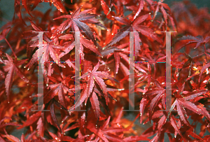 Picture of Acer palmatum (Matsumurae Group) 'Kamagata'