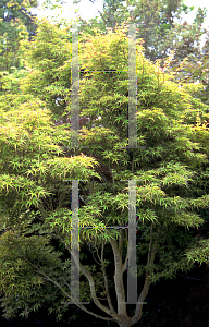 Picture of Acer palmatum (Matsumurae Group) 'Kamagata'