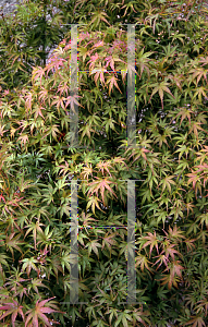 Picture of Acer palmatum (Matsumurae Group) 'Kamagata'