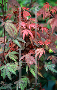 Picture of Acer palmatum 'Kandy Kitchen'