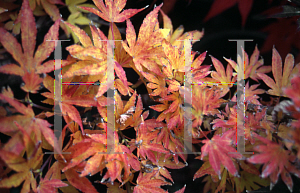 Picture of Acer palmatum 'Kandy Kitchen'