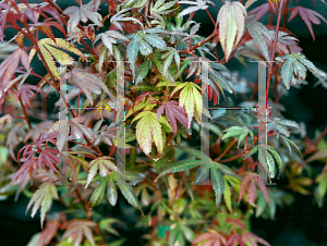 Picture of Acer palmatum 'Kandy Kitchen'