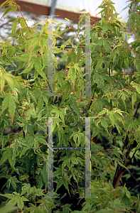 Picture of Acer palmatum 'Kara ori (Kara ori nishiki)'