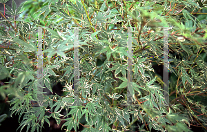 Picture of Acer palmatum 'Kara ori (Kara ori nishiki)'