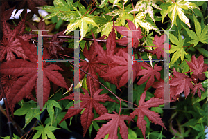 Picture of Acer palmatum 'Kara ori (Kara ori nishiki)'