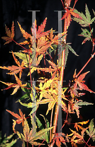 Picture of Acer palmatum 'Kara ori (Kara ori nishiki)'