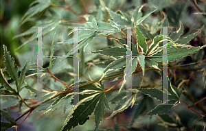 Picture of Acer palmatum 'Kara ori (Kara ori nishiki)'