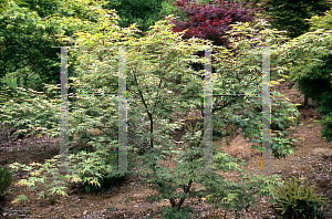 Picture of Acer palmatum 'Kara ori (Kara ori nishiki)'