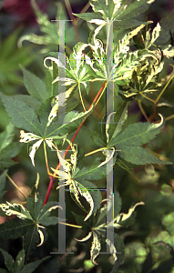 Picture of Acer palmatum 'Kara ori (Kara ori nishiki)'