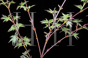 Picture of Acer palmatum 'Kara ori (Kara ori nishiki)'