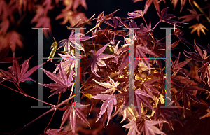 Picture of Acer palmatum 'Kara ori (Kara ori nishiki)'