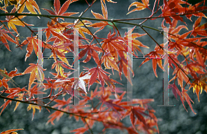 Picture of Acer palmatum 'Kara ori (Kara ori nishiki)'