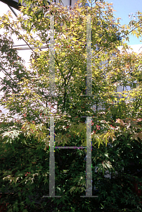 Picture of Acer palmatum 'Karasu gawa'