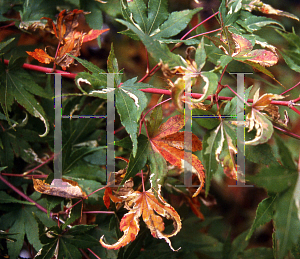 Picture of Acer palmatum 'Karasu gawa'