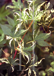 Picture of Acer palmatum 'Karasu gawa'