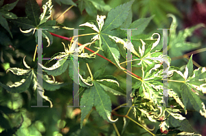 Picture of Acer palmatum 'Karasu gawa'