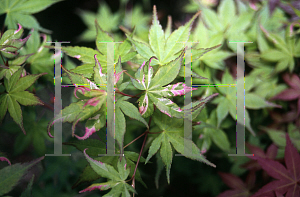 Picture of Acer palmatum 'Karasu gawa'