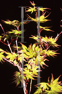 Picture of Acer palmatum 'Karasu gawa'