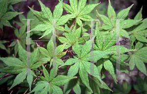 Picture of Acer palmatum (Matsumurae Group) 'Kasagi yama'