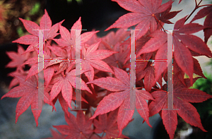 Picture of Acer palmatum (Matsumurae Group) 'Kasagi yama'