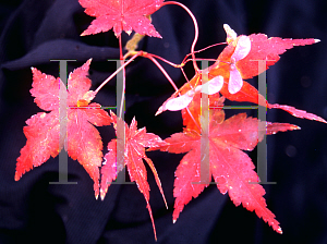 Picture of Acer palmatum 'Kasen nishiki'