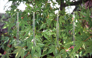 Picture of Acer palmatum 'Kasen nishiki'