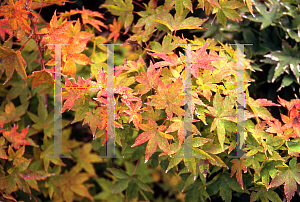 Picture of Acer palmatum 'Kashima (Chiba)'