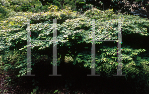 Picture of Acer palmatum 'Kashima (Chiba)'