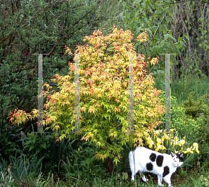 Picture of Acer palmatum 'Katsura'