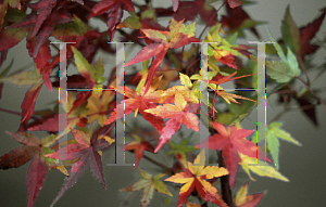 Picture of Acer palmatum 'Katsura'