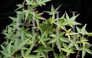 Picture of Acer palmatum 'Katsura'