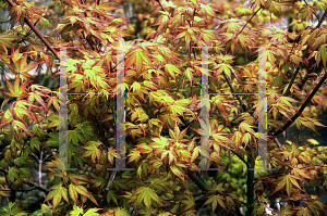 Picture of Acer palmatum 'Katsura'