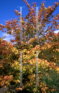 Picture of Acer palmatum 'Katsura'