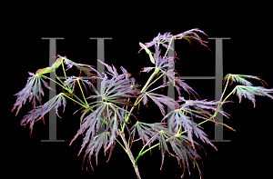 Picture of Acer shirasawanum 'Kawaii'