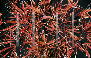 Picture of Acer palmatum(Linearilobum Group) 'Keiser'